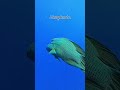 The Napoleon wrasse, #hurghada #fish #egipt #travel