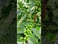 café plantado no sítio um ano e já está super carregado