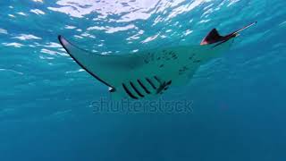 Island VIBES REMIX KABA