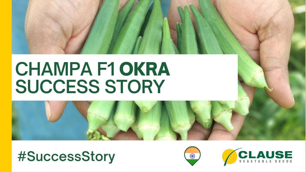 CHAMPA F1 OKRA Success story by Farmer Arun (Telugu) SuccessStory