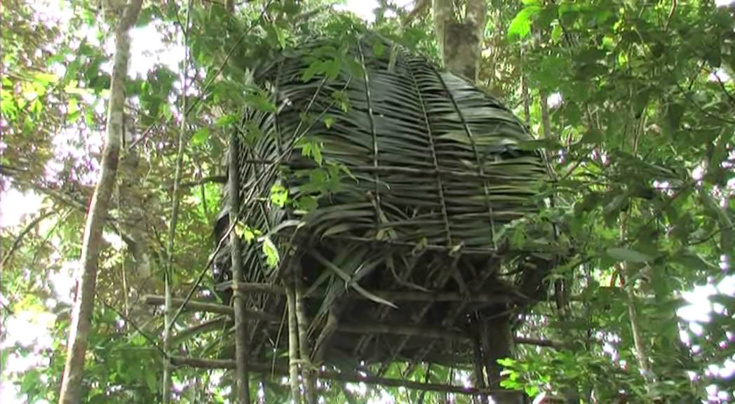 Finding the Greater Bird of Paradise 