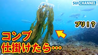 藻食魚イスズミの巣に昆布を仕掛けたら想定外の光景が！