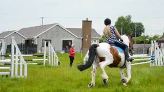 Murphy 90cm and 1m showjumping classes