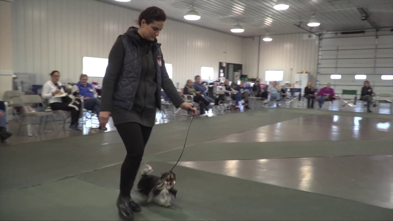 Entering the ring with your show dog (with Eric Salas) YouTube