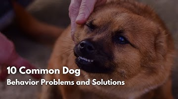 10 Common Dog Behavior Problems and Solutions