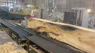 Sawing Massive Rotten Willow Log #likeandsubscribe #circularsaw  #sawmill