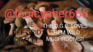 Elf stool, field blewit, reishi, chantrelle, coal, and honey mushrooms, mushrooms, mushrooms!! Yum!