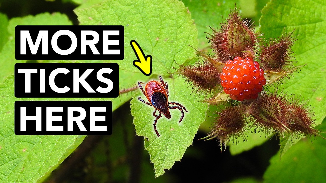 Why This Shrub Is a Tick Paradise [New Study] - YouTube