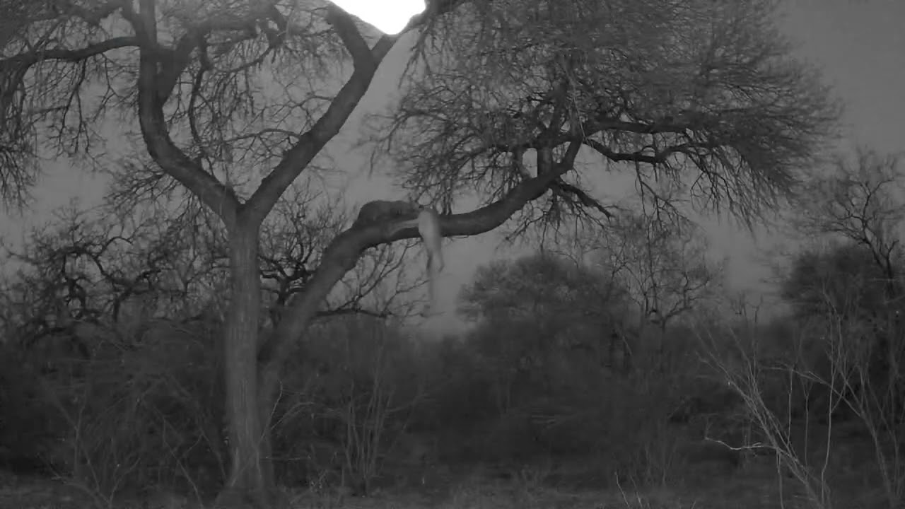 Leopard Hunting South Africa