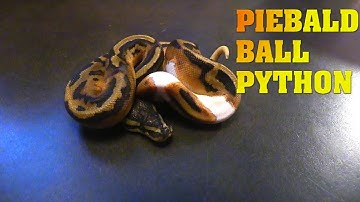 Ball pythons you can