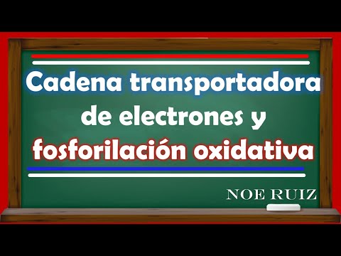 Vídeo: Quants NADH es formen?