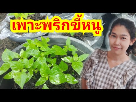 ปลูกพริกขี้หนู How to grow pepper : Nook Channel