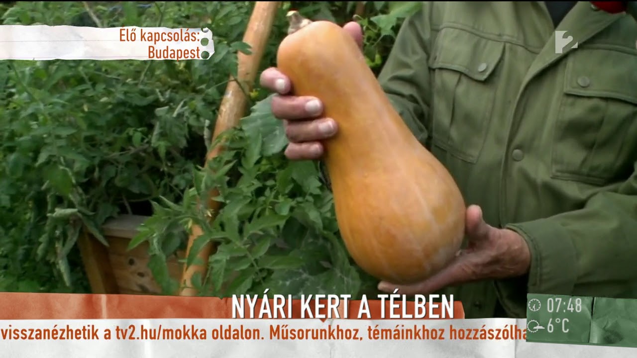 Ősz a kertekben: Ritkán látott tökfélét mutatott be Bálint gazda - tv2.hu/mokka