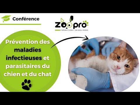 Vidéo: Conseils pour éviter de contracter des maladies avec vos animaux domestiques