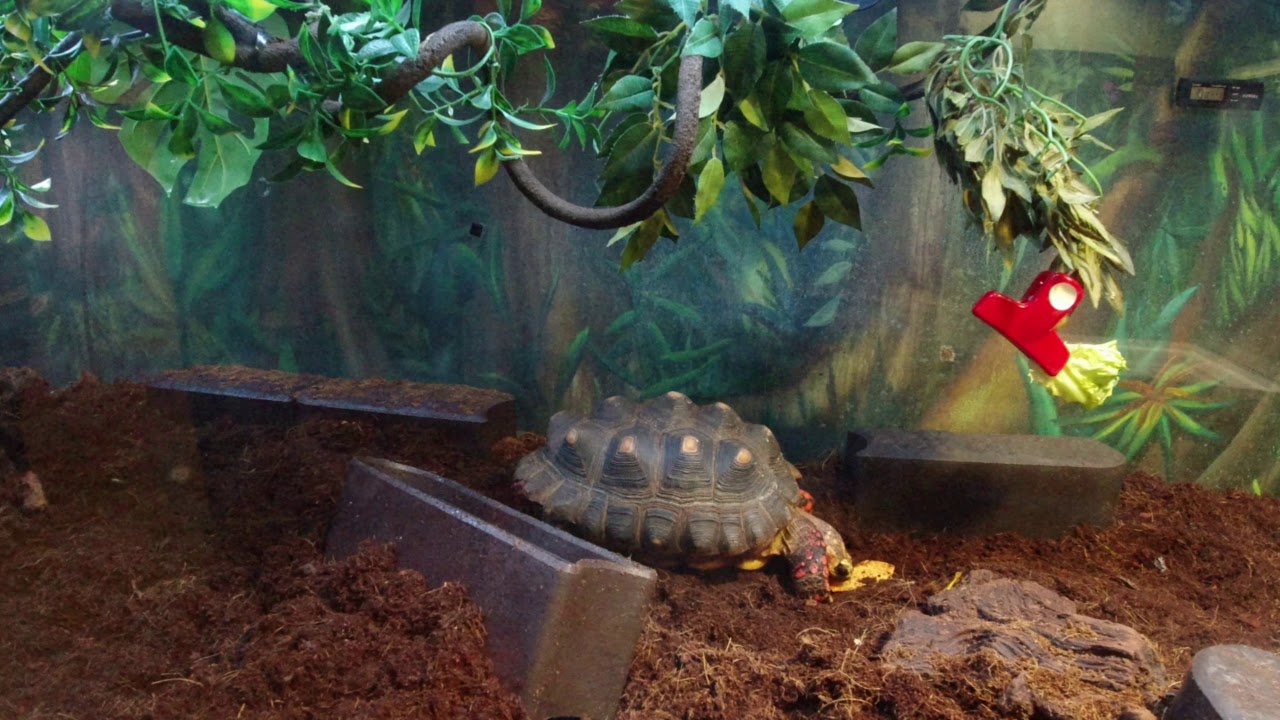 Myla and Nya at West Edmonton Mall underground aquarium YouTube