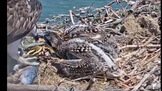 A Flopping Fresh Fish for the osprey chicks  June 4, 2017