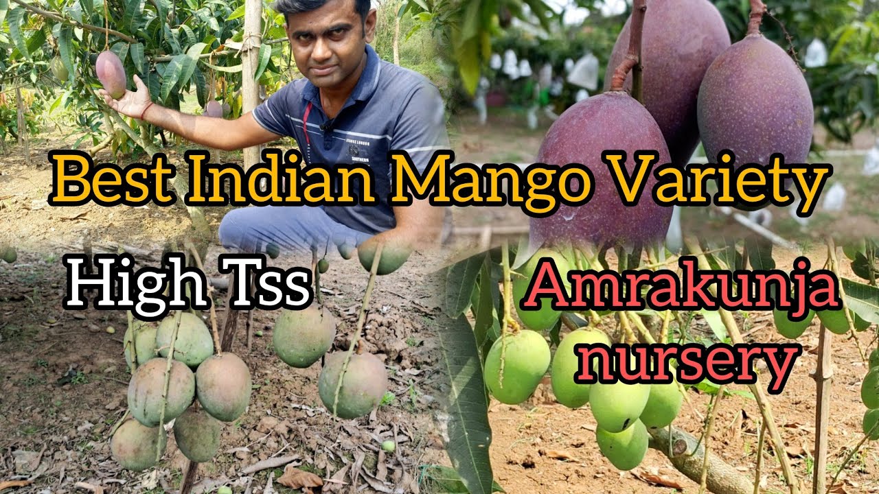 Best Indian Mango Variety// High Tss// Amrakunja nursery/ Best mango plants nursery