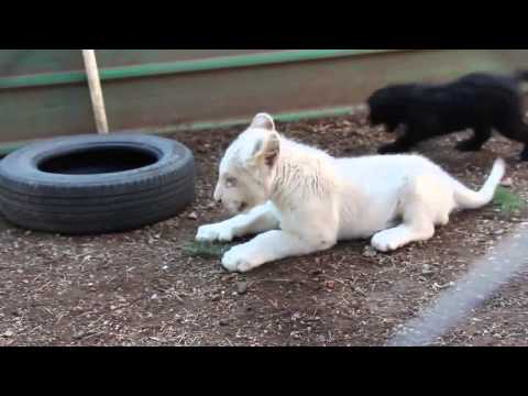 ექნება თუ არა თბილისს ზოოპარკი?!