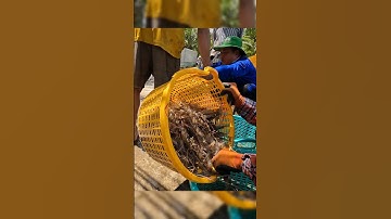 Crayfish _ Cảnh Này Chỉ Có Ở Miền Tây Mò Tôm Càng #shorts #crayfish #tom