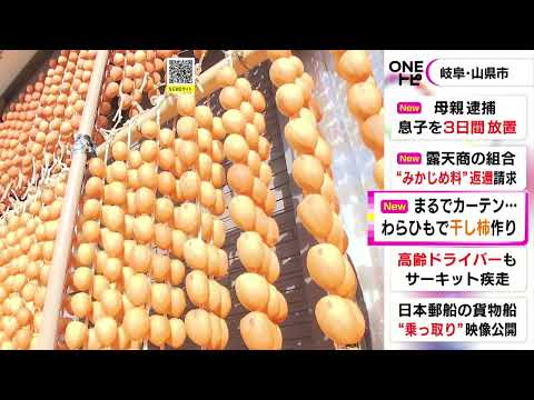 光浴びたカーテンのように輝く…「連柿」と呼ばれる特産の干し柿づくりが最盛期 岐阜県山県市の伊自良地区