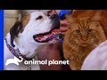 Dog Gets A Chance To Redeem Herself After 2 Years Living Outside | Cat vs. Dog