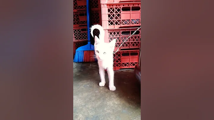 Video 1273551: manee cute cat, cat golden eyes, cat outside