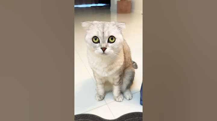 It seems Sonya's choice was obvious! 😅 #cat #cats