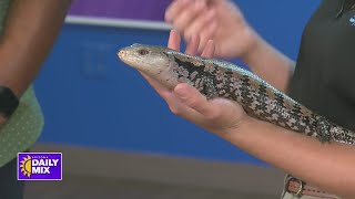 Wildlife World Zoo Shows Off A Skink
