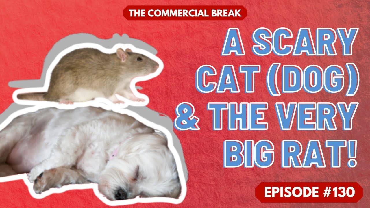 A Scaredy Cat (Dog) & A Very Big Rat! | The Commercial Break Comedy Podcast | EP130-P1
