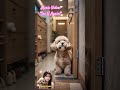 [Music Video] See U Again! (Japanese ver)#usethissound #music #ai #jpop #petloss #doglove