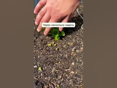 Выращиваем сельдерей! 🥬#огород #сад #дача #сельдерей #дачныйлайфхак ...