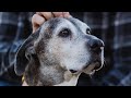 Hospice dog refuses to leave family behind