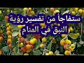 تفسير رؤية النبق في المنام للحامل والمتزوجة والعزباء والمطلقة والأرملة والرجل والشاب الاعزب 