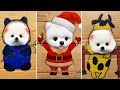 Tik tok ch phc sc mini  funny and cute pomeranian 355