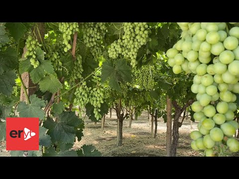 Video: Çfarë Lloj Toke I Pëlqen Rrushi? Aciditeti I Tokës. Argjila Dhe Toka Të Tjera Për Rrushin, Masa Përmirësimi