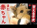 野犬だった子犬が初めて胸の中で寝てくれた瞬間(感動しました)