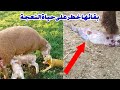 افضل علاج لمشكلة احتباس المشيمة عند الاغنام والابقار 