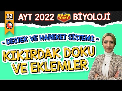 DESTEK ve HAREKET SİSTEMİ - Kıkırdak Doku ve Eklemler | AYT Biyoloji #Kamp2022