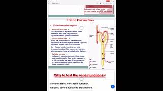 Kidney function tests - Part 2