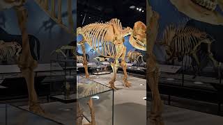 Some Fossils At Royal Alberta Museum #Shorts #RAM #YEG