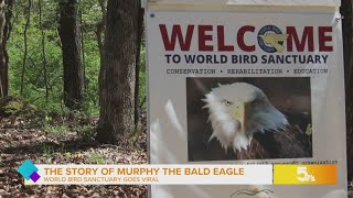 Murphy the Bald Eagle to become a father