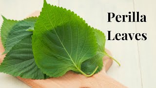 What are Perilla Leaves used for? aka Sesame | Shiso |Tiá Tô Leaves