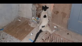 Cat Hit By A Car What A Sad View