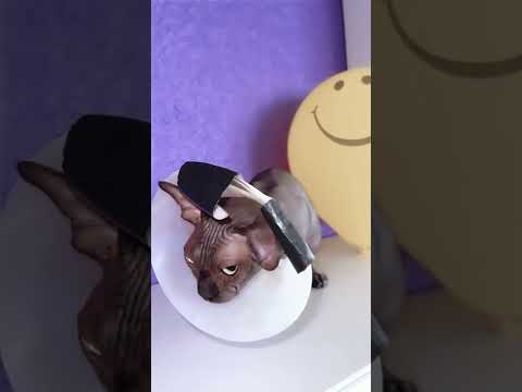 Лысая кошка сфинкс болеет и быстро устаёт