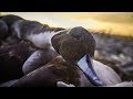 Duck Hunting 2018: "Whirlwind" - Fowled Reality