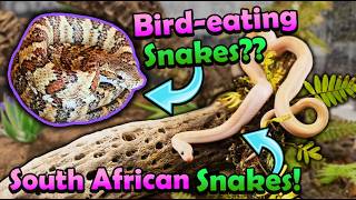 Download Lagu Learning about Uncommon Snakes at the St. Louis Reptile Show (NARBC)! MP3