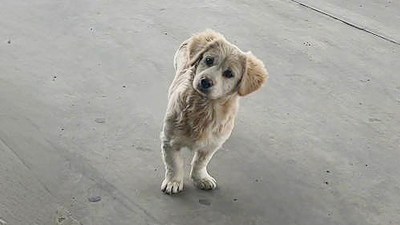 ”Please give me food"Stray puppy begging me for a sausage,reluctant to ...