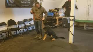 Creating an Active Dog in Obedience  My process