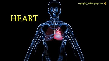 HUMAN BODY ORGANS | Adobe Flash