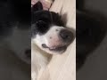 熟睡してる愛犬にイタズラして起こしたら【ボーダーコリー】